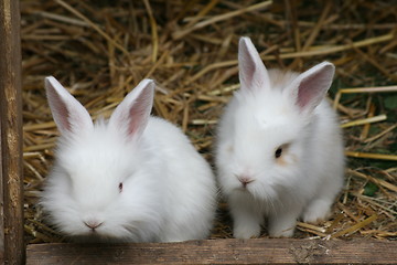 Image showing two little baby rabbits