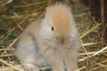 Image showing brown baby rabbit