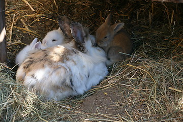 Image showing rabbit family