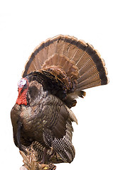 Image showing Wild Turkey Tom 2