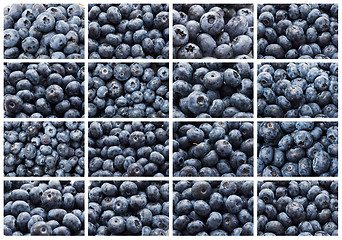 Image showing Blueberries