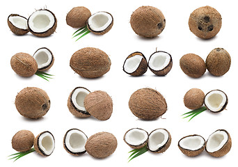 Image showing Coconuts