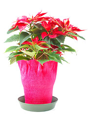 Image showing Poinsettia Christmas Star