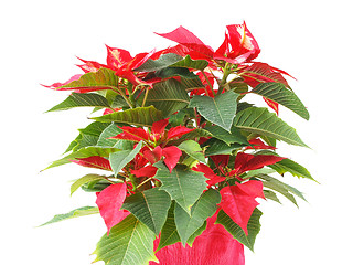 Image showing Poinsettia Christmas Star