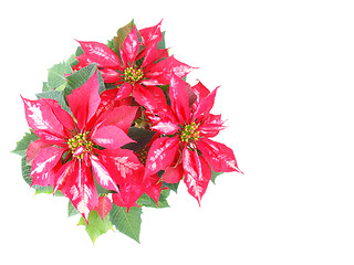 Image showing Poinsettia Christmas Star