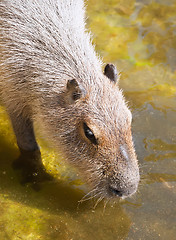 Image showing Capybara