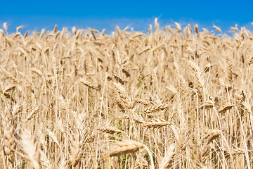 Image showing Wheat field