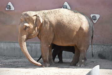 Image showing Elephant