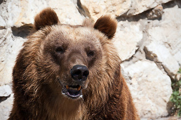 Image showing Bear