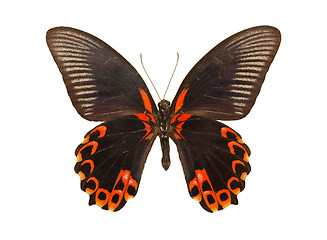 Image showing Butterfly Papilio deiphobus rumanzovia