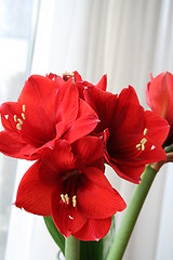 Image showing Amaryllis flowers in blossom