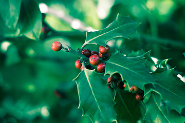 Image showing Holly bush