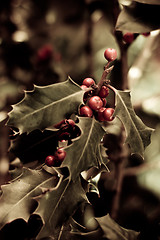 Image showing Holly bush