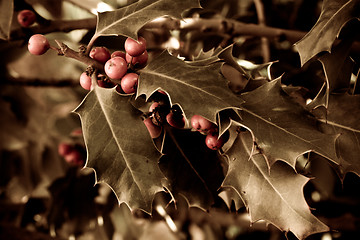 Image showing Holly bush