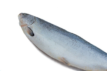 Image showing Big fish salmon on a white background.