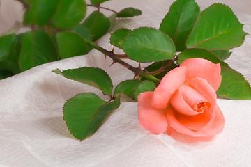 Image showing Flower bright pink rose with the leaves on the background of whi