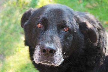 Image showing Dog Newfoundland closeup.