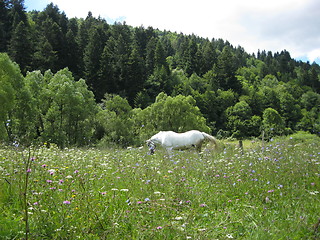 Image showing Rural landscape with field of flowers and horse