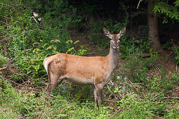 Image showing Female deer