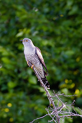 Image showing Cuckoo