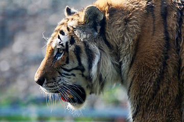 Image showing Tiger