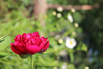 Image showing red flower of peony