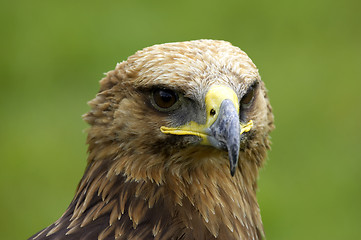 Image showing Bald eagle