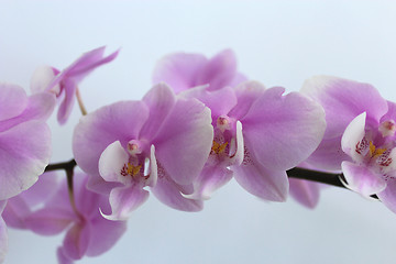 Image showing branch of the blossoming pink orchid