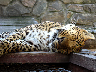 Image showing nice leopard sleeping in the cell of zoo