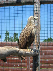 Image showing Eagle sitting on a branch in the zoo