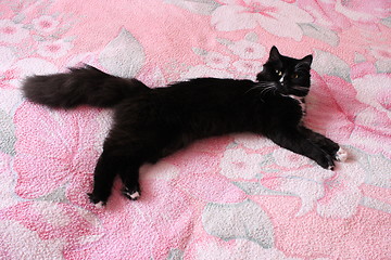 Image showing black cat lying prone on the matrimonial bed