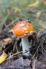 Image showing Beautiful red fly agaric in the forest