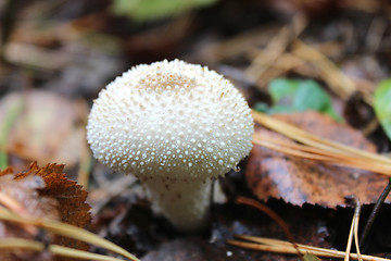 Image showing white mushroom of Lycoperdon