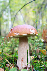 Image showing Beautiful and little cep in the forest