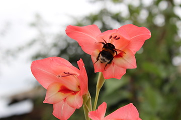 Image showing bumblebee flying near flower of gladiolus