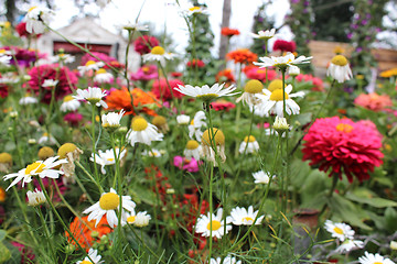 Image showing many beautiful different flowers