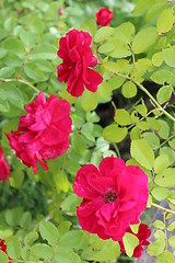 Image showing beautiful flower of red rose