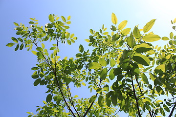 Image showing branches with leaves of walnut