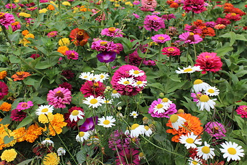 Image showing many beautiful different flowers