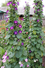 Image showing beautiful flower of ipomoea