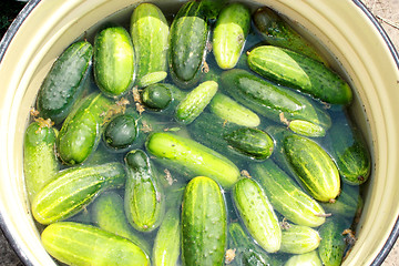 Image showing Cucumbers prepared for preservation