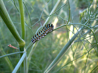 Image showing caterpillar of the machaon on the branch of fennel