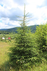 Image showing Green young fur-tree on the hill