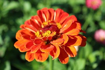 Image showing fine red zinnia on the bed