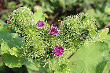 Image showing blooming flowers of agrimonies