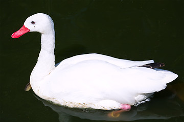 Image showing White duck