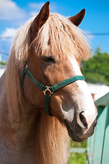 Image showing Horse