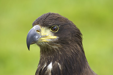 Image showing Bald eagle