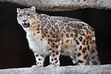 Image showing Snow Leopard