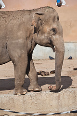 Image showing Elephant